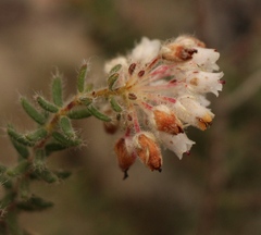Erica perlata