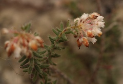 Erica perlata