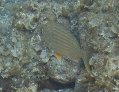 Archosargus rhomboidalis