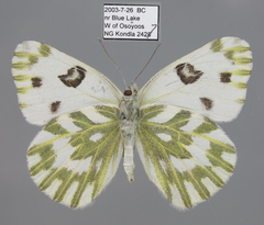 Pontia beckerii
