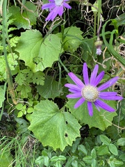 Pericallis tussilaginis image