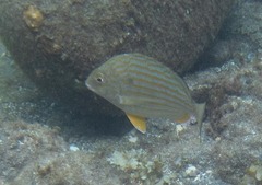 Archosargus rhomboidalis