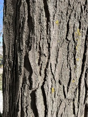 Gleditsia triacanthos