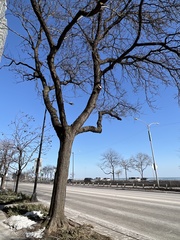 Gleditsia triacanthos