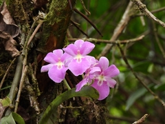 Miltoniopsis bismarkii