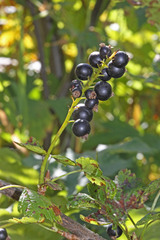 Ribes hudsonianum petiolare