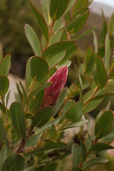 Protea compacta