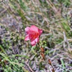 Tritonia disticha