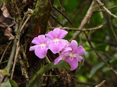 Miltoniopsis bismarkii