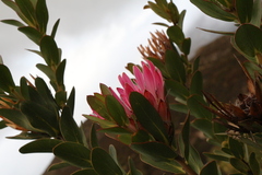 Protea compacta