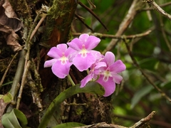 Miltoniopsis bismarkii