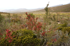 Aspalathus alopecurus