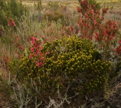 Aspalathus alopecurus