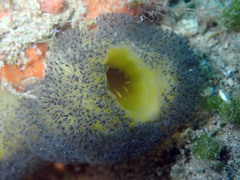 Entoprocta
