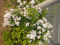 Rosa multiflora cathayensis