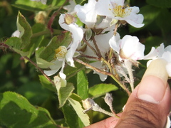Rosa multiflora cathayensis
