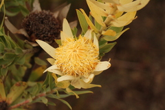 Leucadendron burchellii