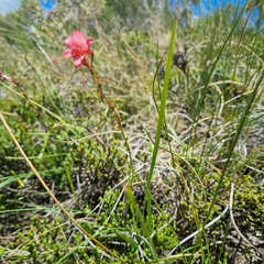 Tritonia disticha