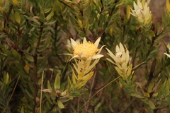 Leucadendron burchellii