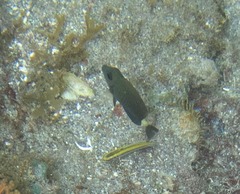 Acanthurus chirurgus