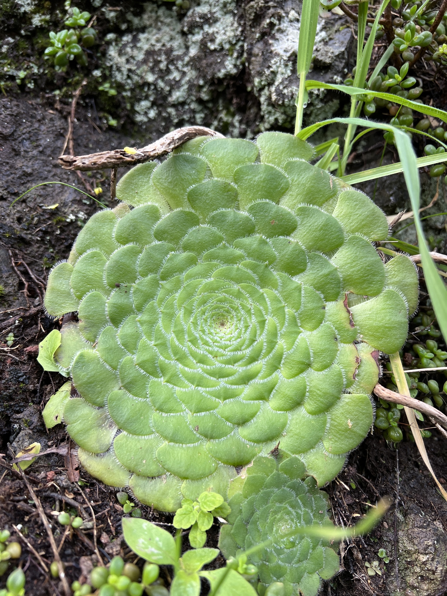 Sempervivum berthelotianum (Bolle) Christ 2