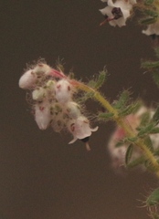 Erica perlata