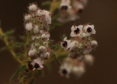 Erica perlata