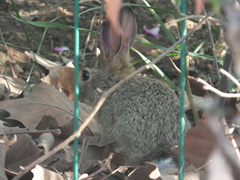 Lepus tolai