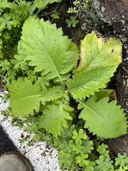 Urospermum picroides