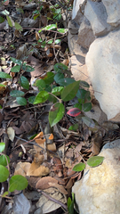 Trachelospermum asiaticum