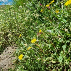 Arctotis arctotoides