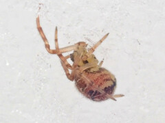 Theridion varians