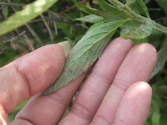 Podosphaera clandestina