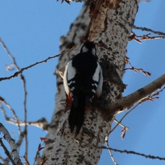 Dendrocopos major