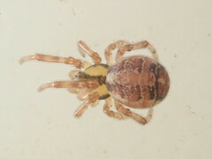 Theridion varians