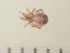 Theridion varians