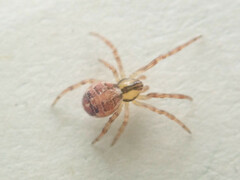 Theridion varians