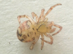 Theridion varians