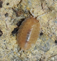 Lucasius andalusicus