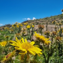 Berkheya multijuga