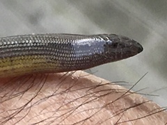 Anniella pulchra