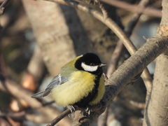 Parus major