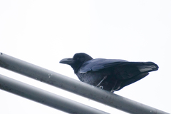 Corvus macrorhynchos japonensis