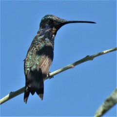 Heliomaster furcifer