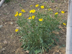 Coreopsis grandiflora