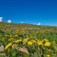 Berkheya multijuga