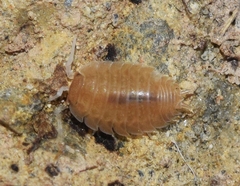 Lucasius andalusicus