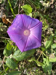 Ipomoea indica
