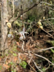 Rhododendron canescens