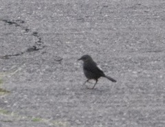 Quiscalus lugubris